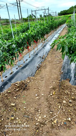 오남현님의 고추 · 일상 작성글 사진