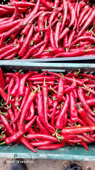 오남현님의 고추 · 일상 작성글 사진