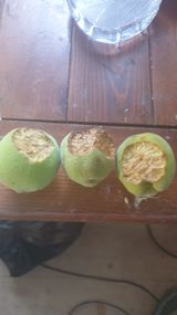 팜모닝 복숭아·병해충상담 게시글 이미지