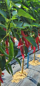 팜모닝 고추·수확 게시글 이미지