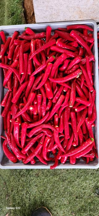 벽창호(죽동농부)님의 고추 · 수확 작성글 사진