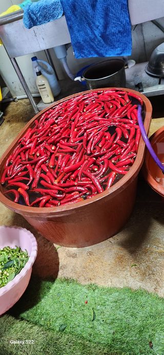 벽창호(죽동농부)님의 고추 · 수확 작성글 사진