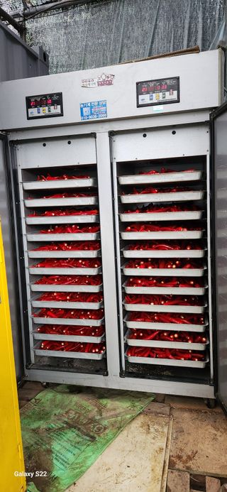 벽창호(죽동농부)님의 고추 · 수확 작성글 사진