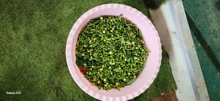 벽창호(죽동농부)님의 고추 · 수확 작성글 사진