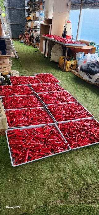 벽창호(죽동농부)님의 고추 · 수확 작성글 사진