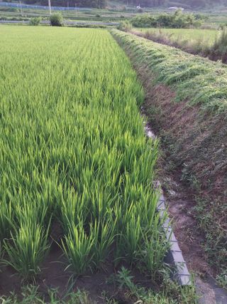 오영균 님의 벼 · 자유게시판 작성글 사진