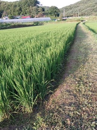 오영균 님의 벼 · 자유게시판 작성글 사진