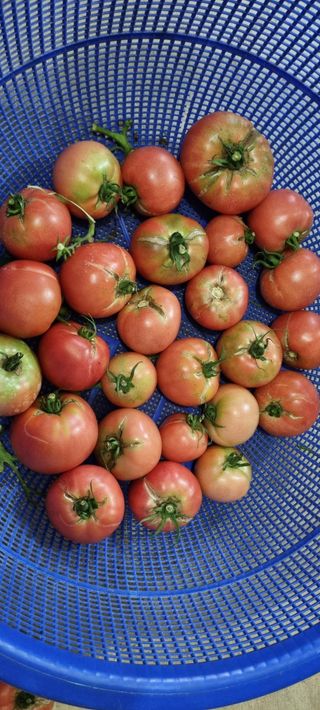 화성시정남면신리님의 토마토 · 병해충상담 작성글 사진