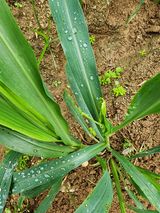 팜모닝 기타작물·병해충상담 게시글 이미지