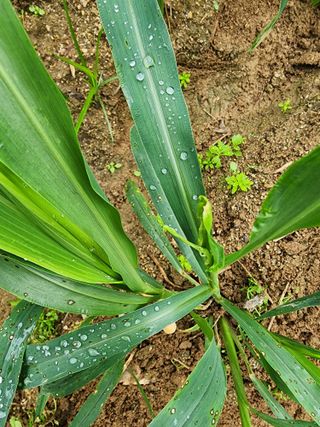 초록봉님의 기타작물 · 병해충상담 작성글 사진