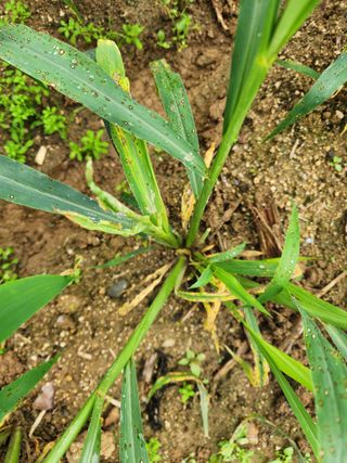 초록봉님의 기타작물 · 병해충상담 작성글 사진