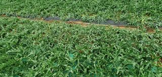 솔봄님의 기타작물 · 병해충상담 작성글 사진