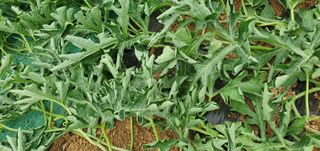 솔봄님의 기타작물 · 병해충상담 작성글 사진