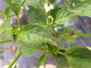 7773님의 고추 · 병해충상담 작성글 사진