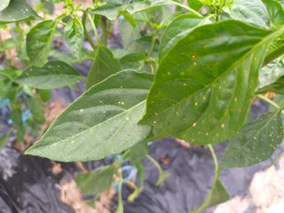 7773님의 고추 · 병해충상담 작성글 사진