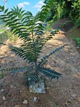 팜모닝 두릅·병해충상담 게시글 이미지