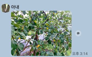 임곡농장김향중님의 사과 · 병해충상담 작성글 사진