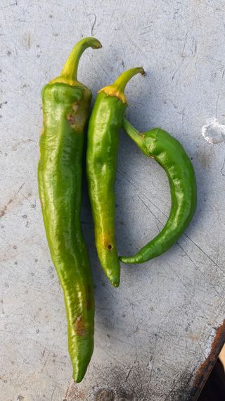 초보귀농자님의 고추 · 병해충상담 작성글 사진