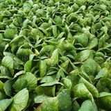 팜모닝 배추·병해충상담 게시글 이미지