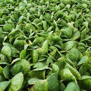 이승연님의 배추 · 병해충상담 작성글 사진