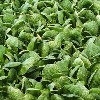 이승연님의 배추 · 병해충상담 작성글 사진