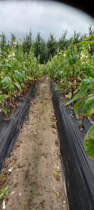 알 수 없음님의 참깨 · 병해충상담 작성글 사진