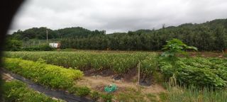 알 수 없음님의 참깨 · 병해충상담 작성글 사진