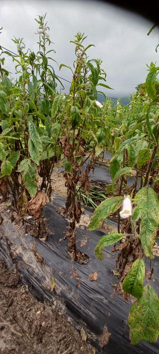 알 수 없음님의 참깨 · 병해충상담 작성글 사진