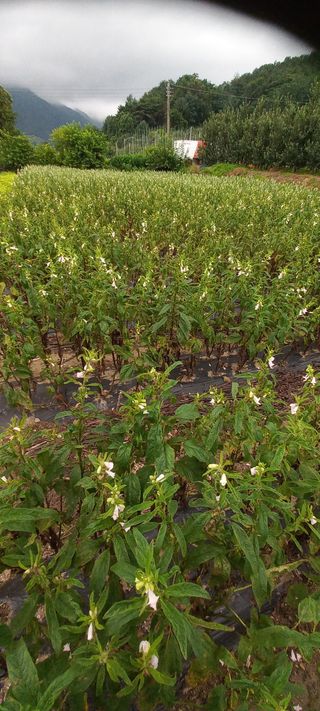 알 수 없음님의 참깨 · 병해충상담 작성글 사진