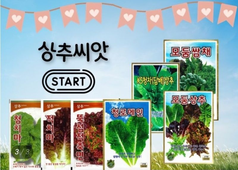 장터 상품 [담배상추, 아삭이상추, 적치마상추, 청상추, 쌈채씨앗] 썸네일