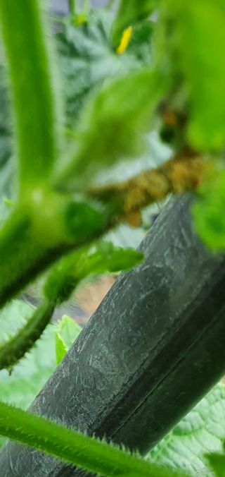 황혼의길목님의 오이 · 병해충상담 작성글 사진