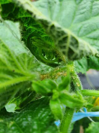 황혼의길목님의 오이 · 병해충상담 작성글 사진