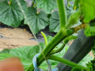 황혼의길목님의 오이 · 병해충상담 작성글 사진