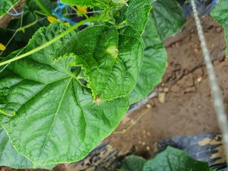 황혼의길목님의 오이 · 병해충상담 작성글 사진