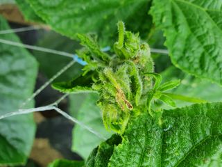 황혼의길목님의 오이 · 병해충상담 작성글 사진