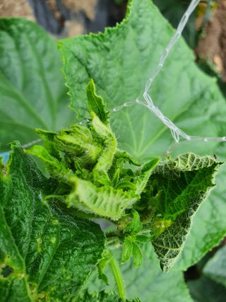 황혼의길목님의 오이 · 병해충상담 작성글 사진