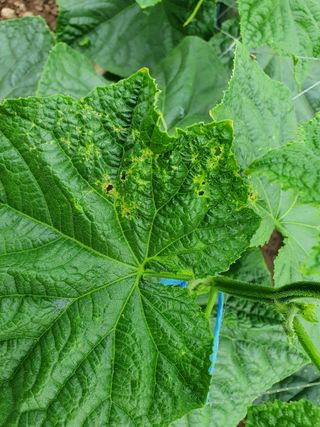 황혼의길목님의 오이 · 병해충상담 작성글 사진