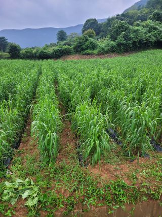 장미부인님의 자유주제 · 자유게시판 작성글 사진