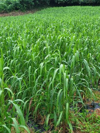 장미부인님의 자유주제 · 자유게시판 작성글 사진