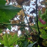 팜모닝 포도·병해충상담 게시글 이미지