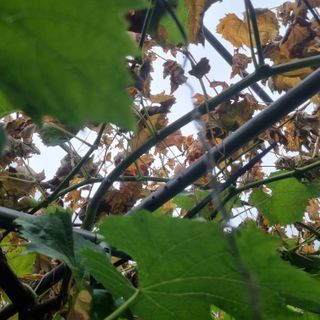 한종우님의 포도 · 병해충상담 작성글 사진