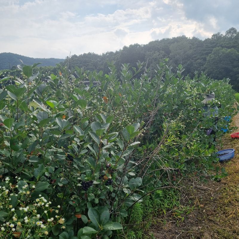 모두팜님의 장터 판매 상품 [생아로니아  판매합니다 1k] 첨부 사진