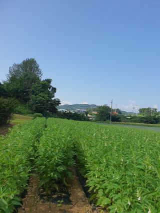 승리호님의 참깨 · 자유게시판 작성글 사진