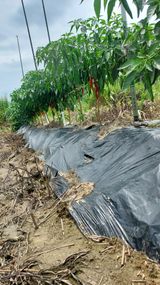 팜모닝 고추·병해충상담 게시글 이미지