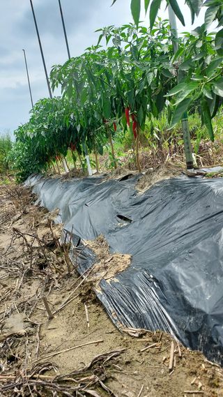 천지창조님의 고추 · 병해충상담 작성글 사진