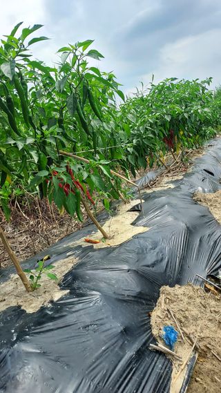 천지창조님의 고추 · 병해충상담 작성글 사진