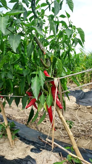 천지창조님의 고추 · 병해충상담 작성글 사진