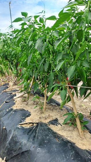 천지창조님의 고추 · 병해충상담 작성글 사진