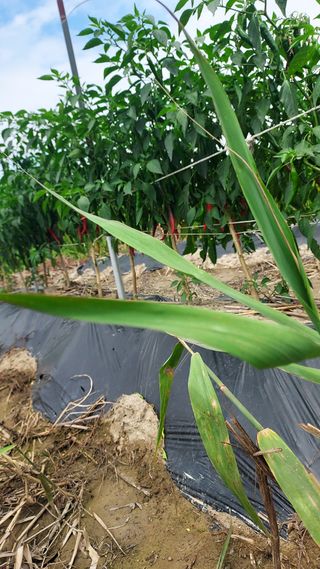 천지창조님의 고추 · 병해충상담 작성글 사진