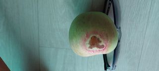 안효정님의 사과 · 병해충상담 작성글 사진